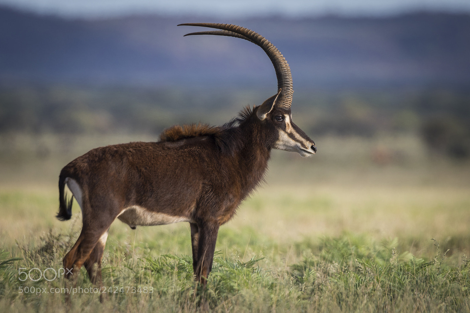 Canon EOS 7D Mark II sample photo. Sable bull photography