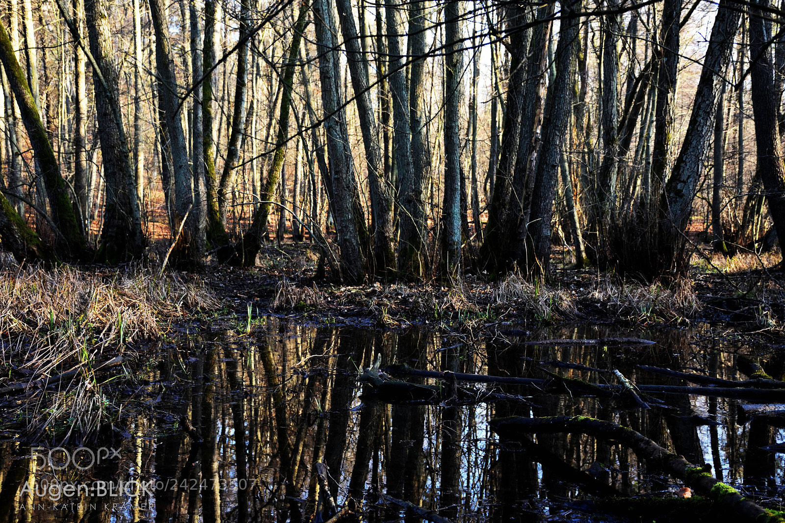 Nikon D7200 sample photo. Swamp photography