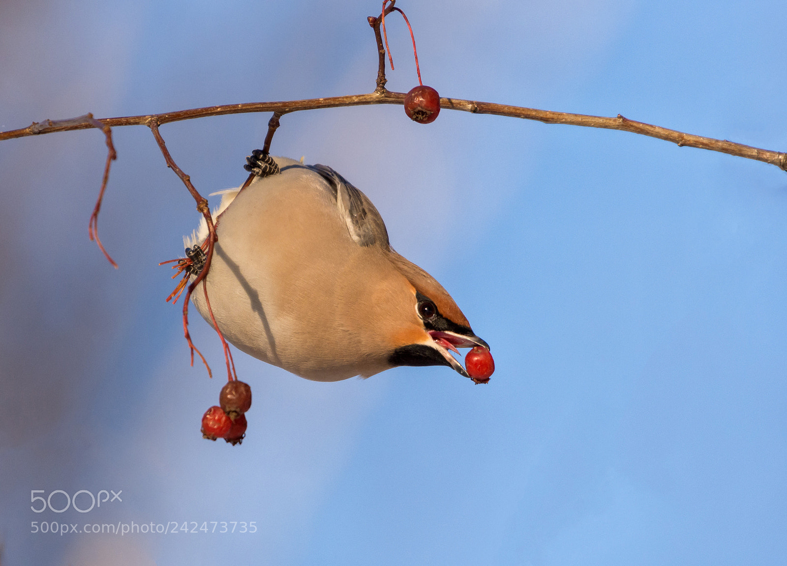 Nikon D7200 sample photo. Bombycilla garrulus photography