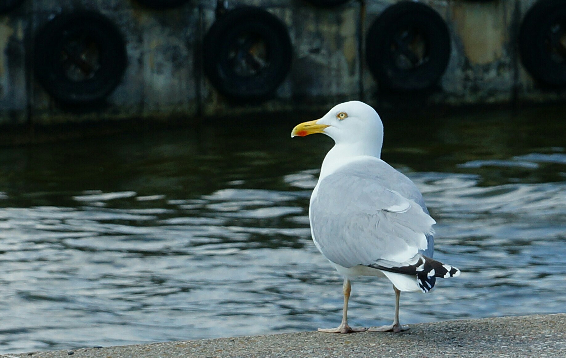 Sony SLT-A77 sample photo. Waiting for dinner... photography