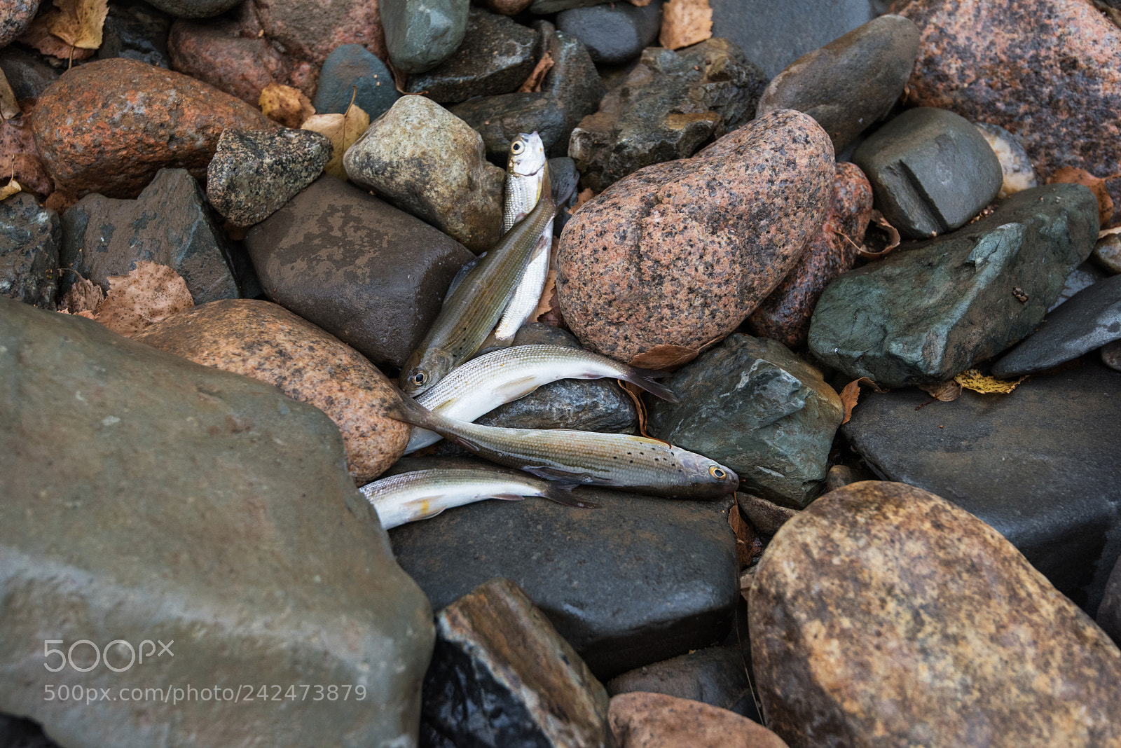 Nikon D810 sample photo. Caught grayling fish photography