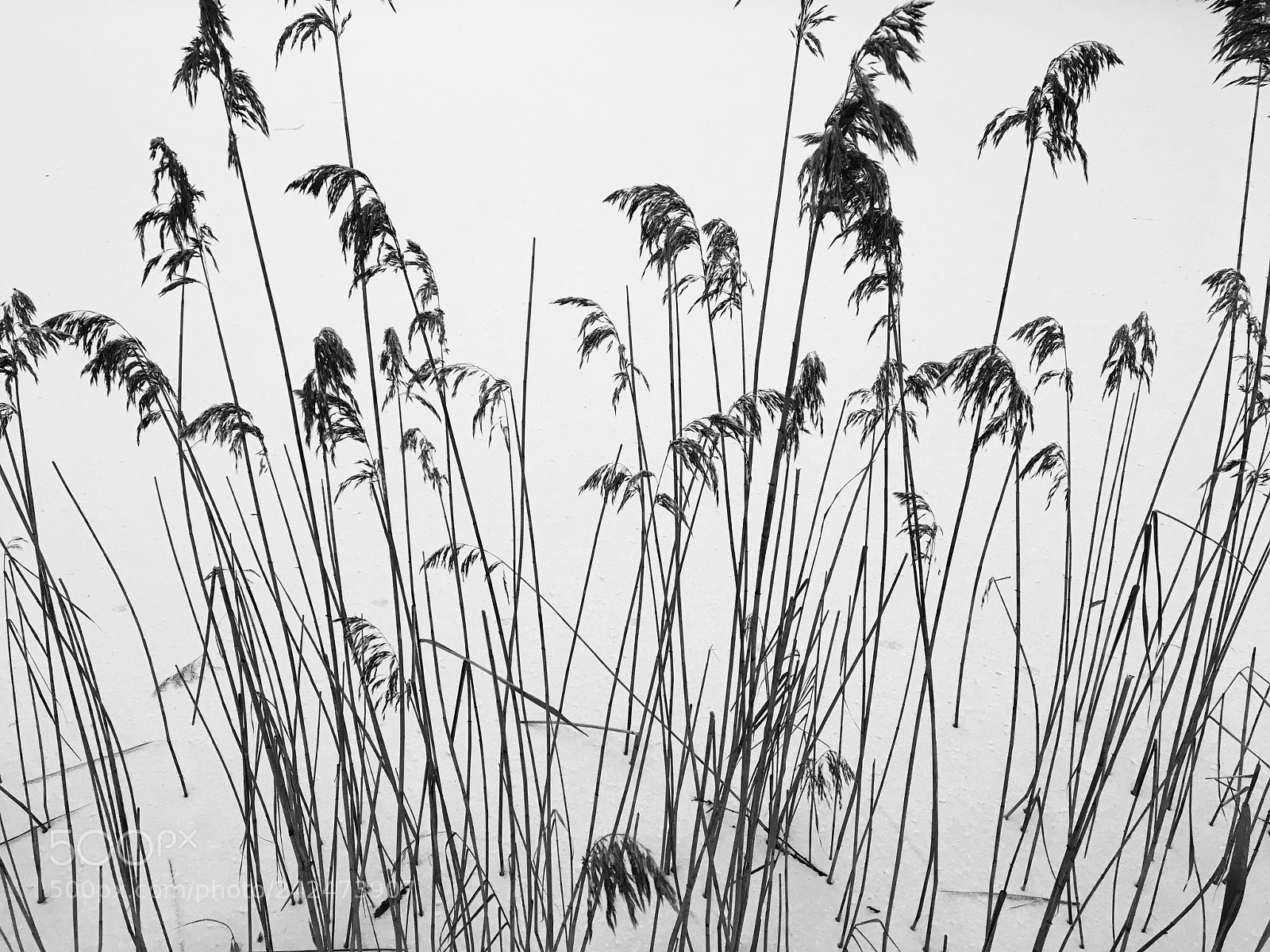 Apple iPhone 6s sample photo. Black in white photography