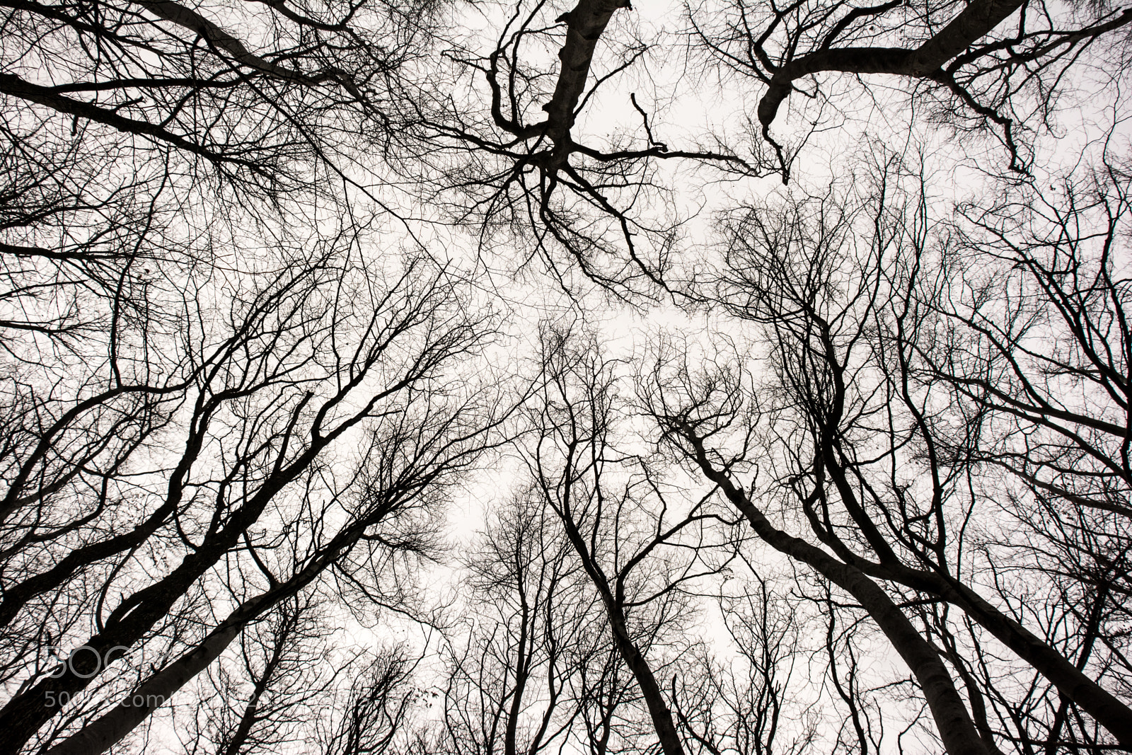 Nikon D7100 sample photo. Noir et blanc photography
