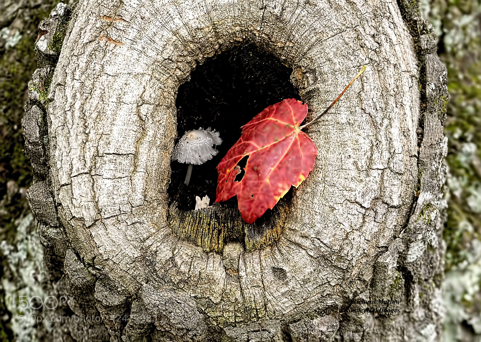 Nikon D5000 sample photo. Hole in tree photography