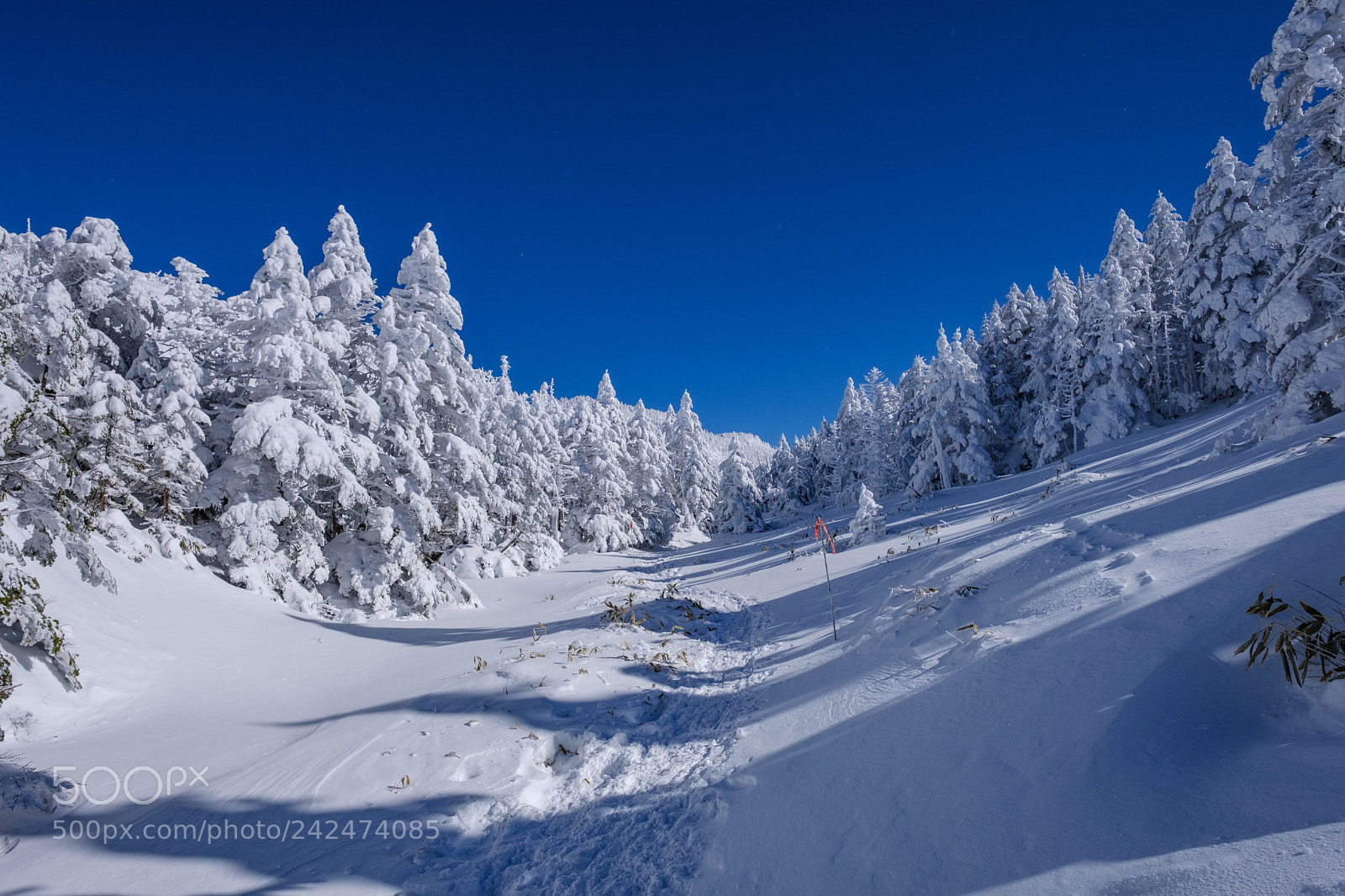 Fujifilm X-T2 sample photo. 雪と戯れる photography
