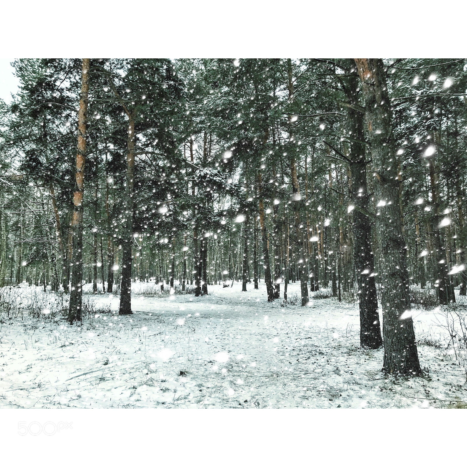 Apple iPhone 7 Plus sample photo. Snow. forest photography