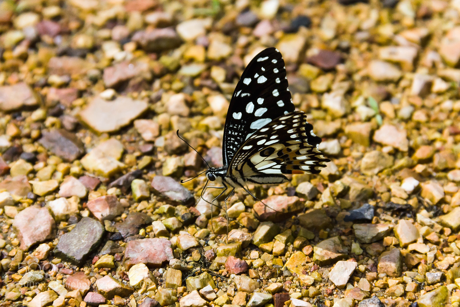 Canon EOS 550D (EOS Rebel T2i / EOS Kiss X4) sample photo. Closeup butterfly on the photography