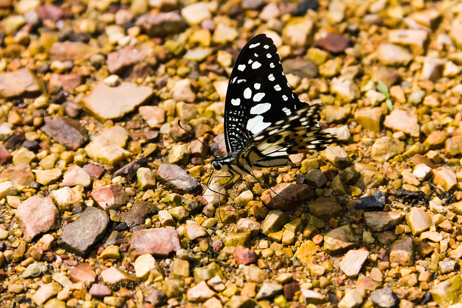 Canon EOS 550D (EOS Rebel T2i / EOS Kiss X4) sample photo. Closeup butterfly on the photography