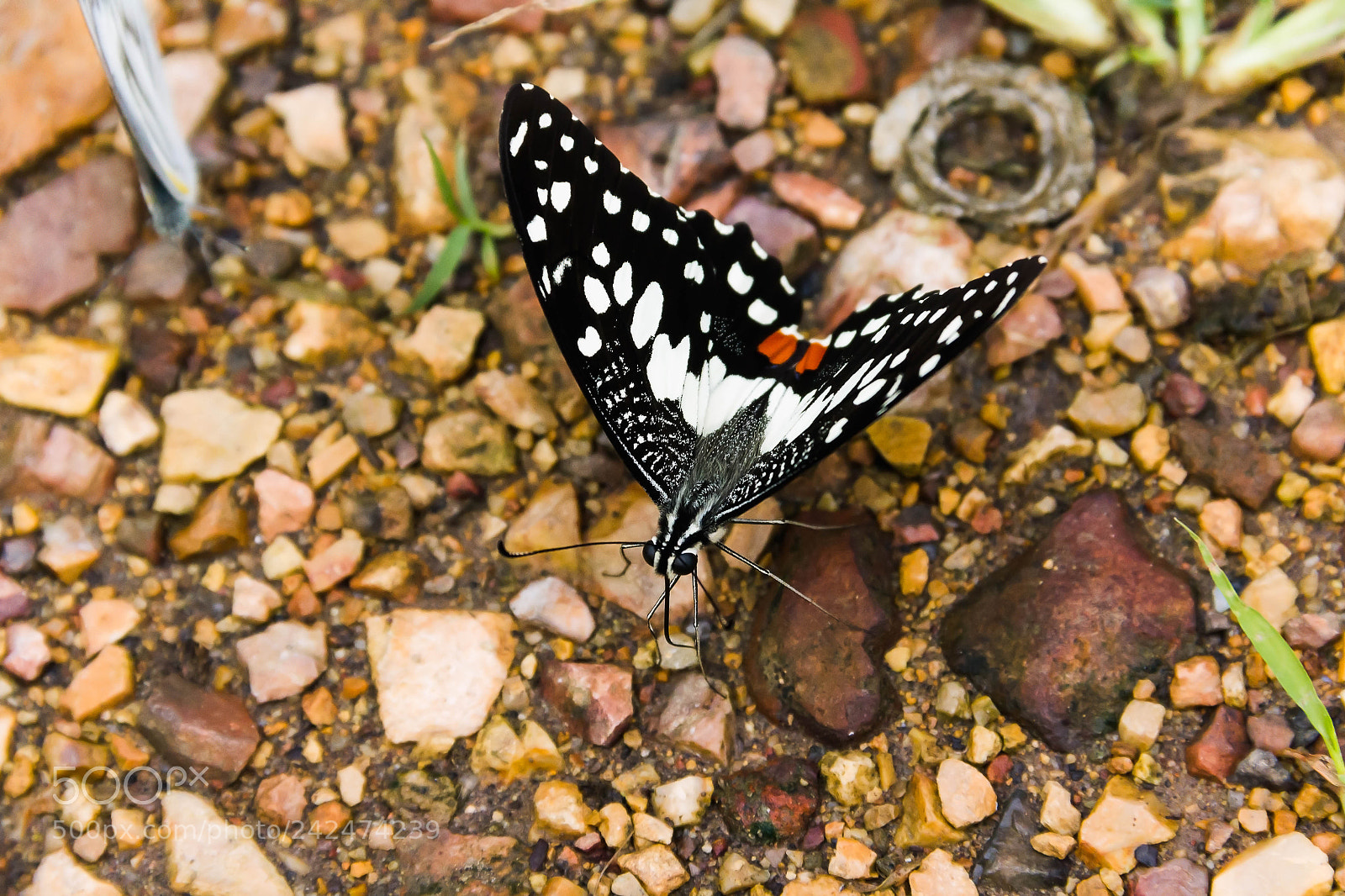 Canon EOS 550D (EOS Rebel T2i / EOS Kiss X4) sample photo. Closeup butterfly on the photography