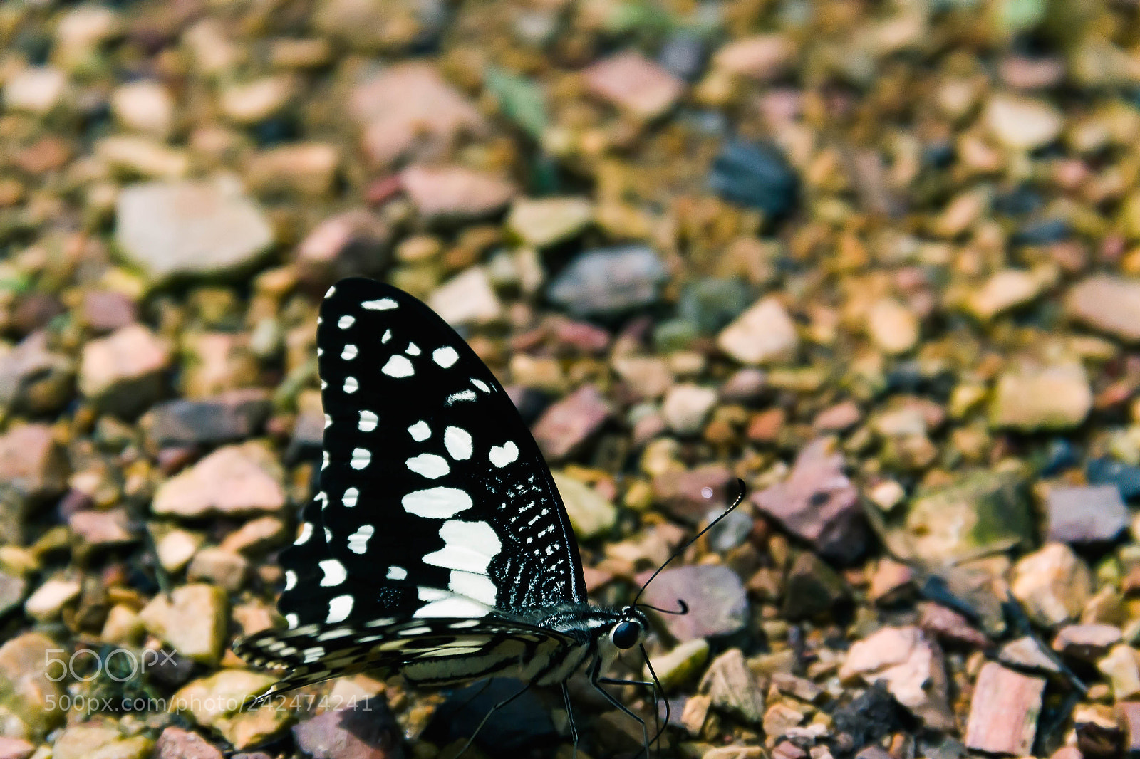 Canon EOS 550D (EOS Rebel T2i / EOS Kiss X4) sample photo. Closeup butterfly on the photography
