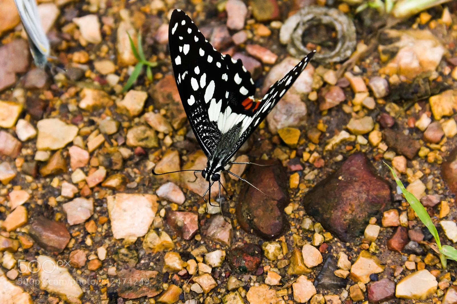 Canon EOS 550D (EOS Rebel T2i / EOS Kiss X4) sample photo. Closeup butterfly on the photography