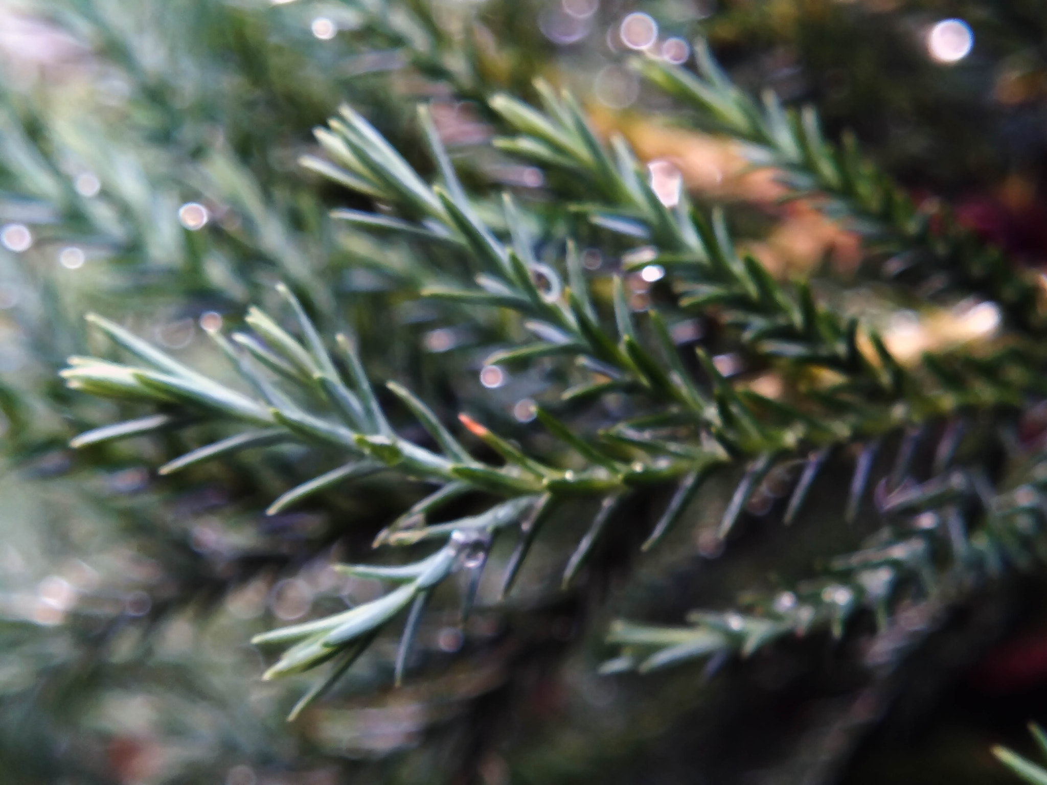 vivo Y55s sample photo. Pine leaves are wet, rain water drops photography
