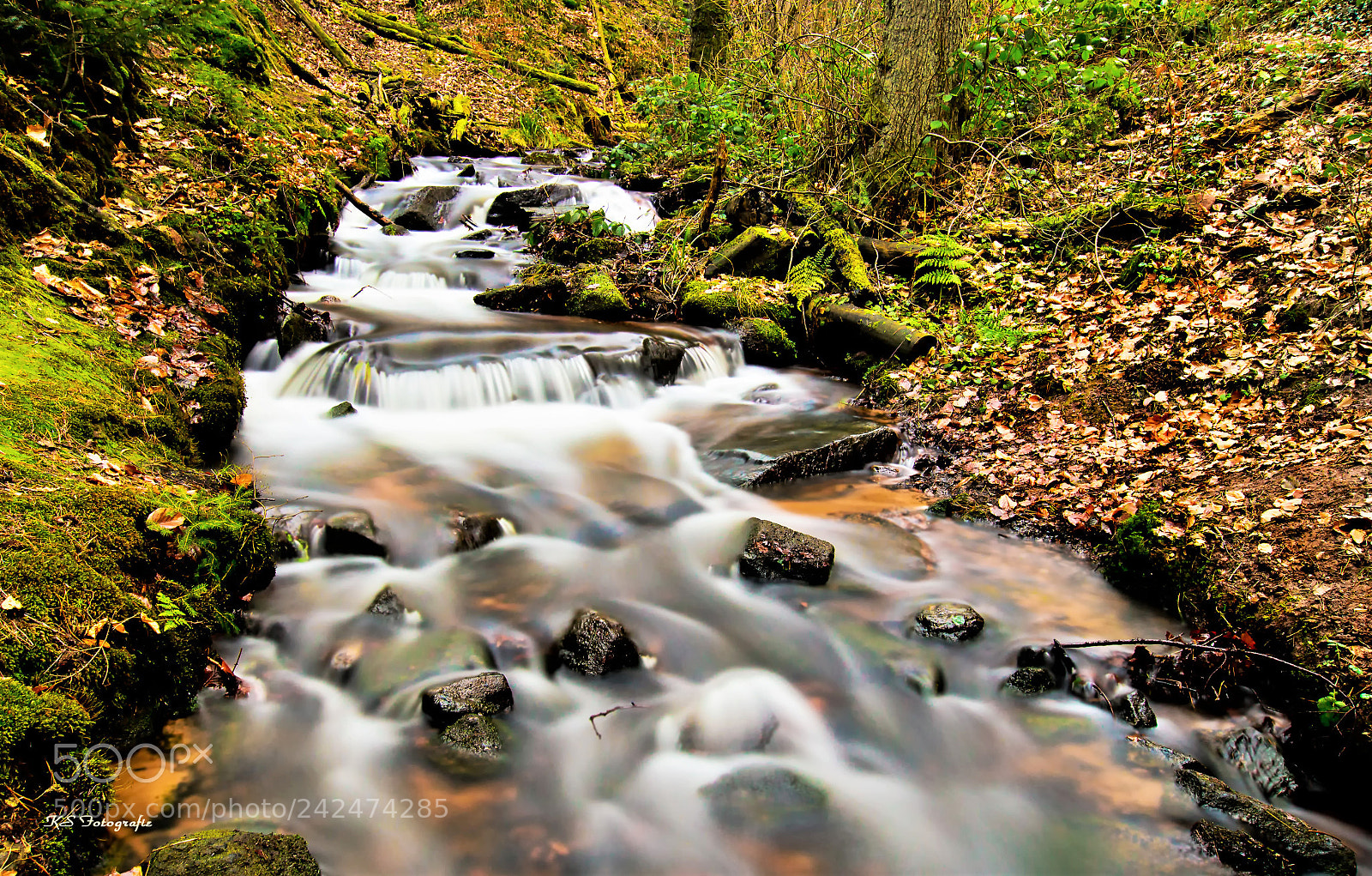 Sony SLT-A57 sample photo. Wonderland forest photography