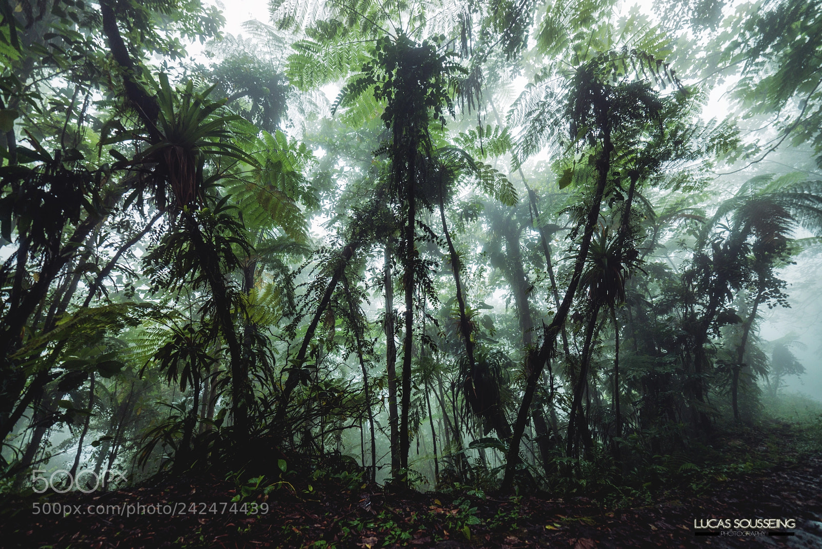 Nikon D800 sample photo. Tropical photography