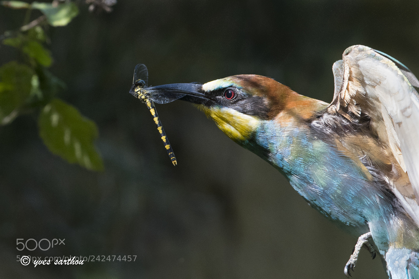 Nikon D500 sample photo. Bee eater. good catch! photography