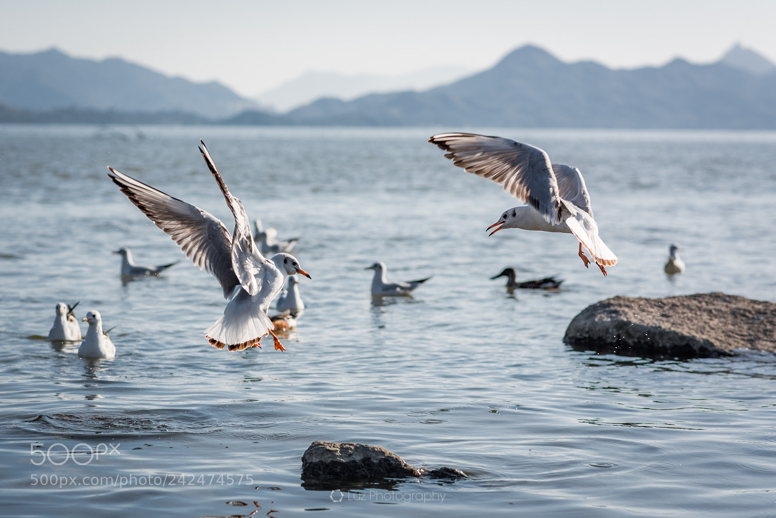 Nikon D810 sample photo. Call photography