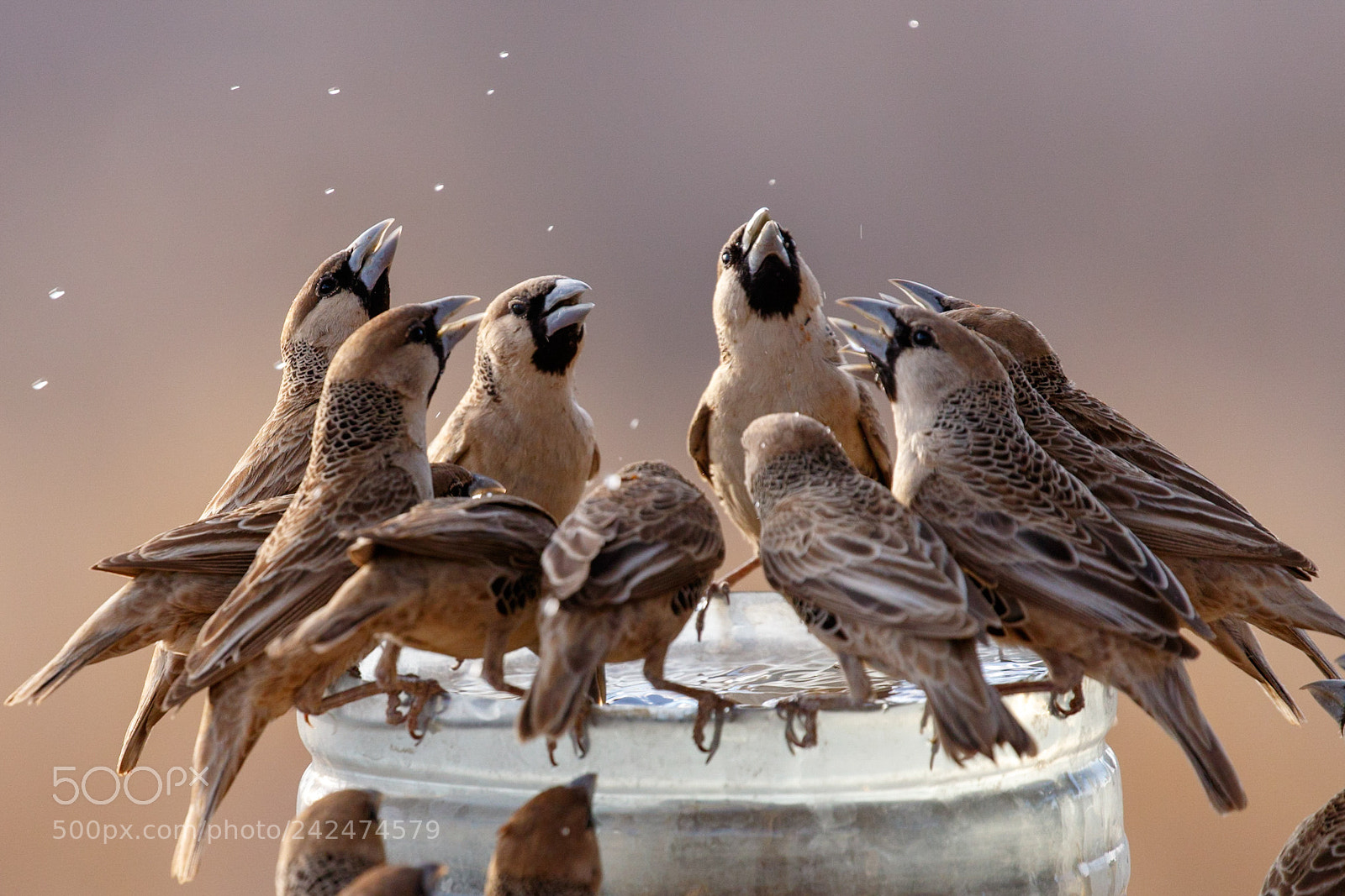Canon EOS 7D Mark II sample photo. Thirsty weavers photography