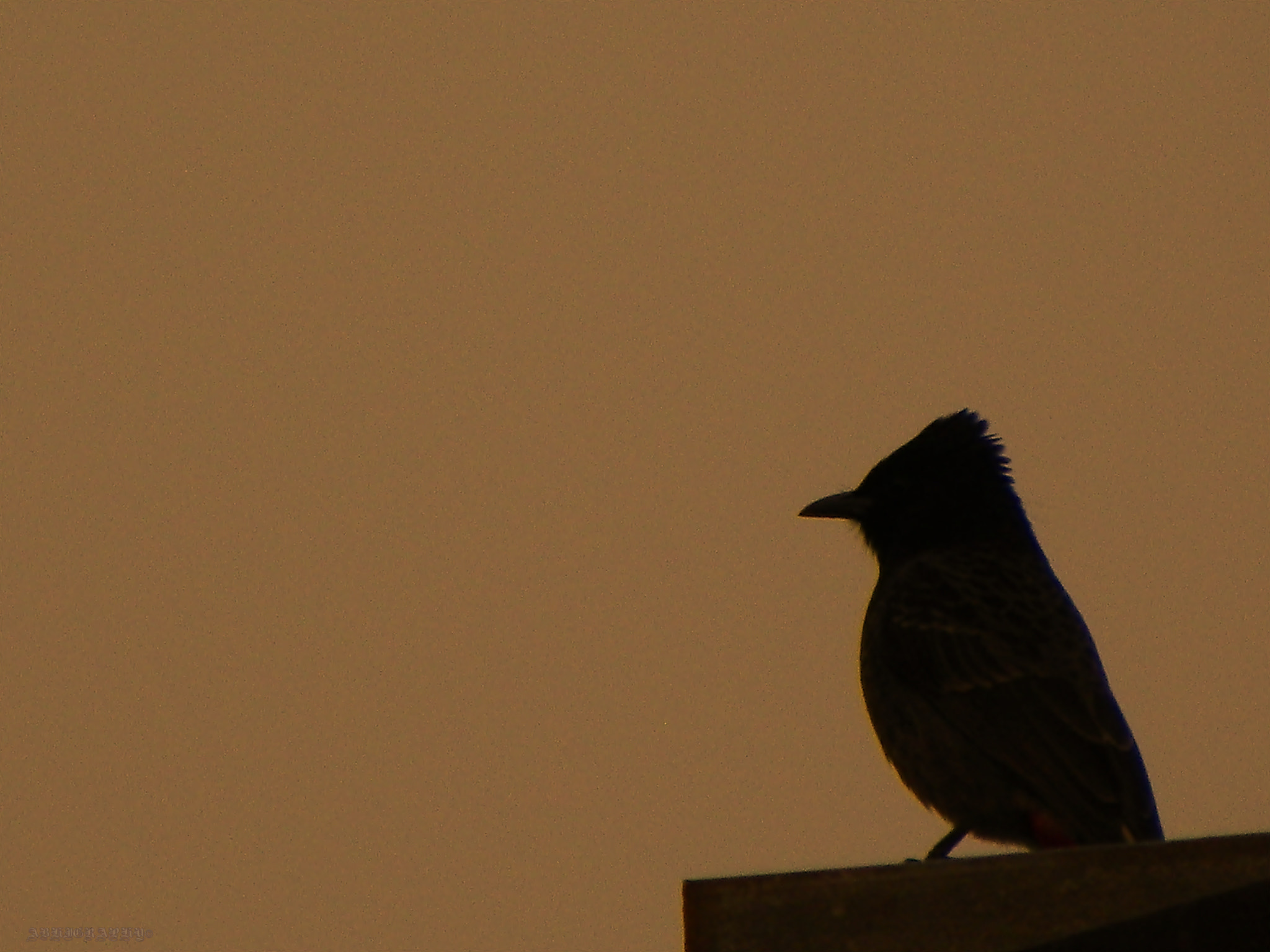Kodak EasyShare Z981 sample photo. Waiting photography