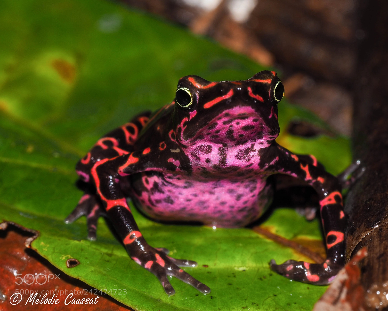 Olympus OM-D E-M10 sample photo. Harlequin toad photography