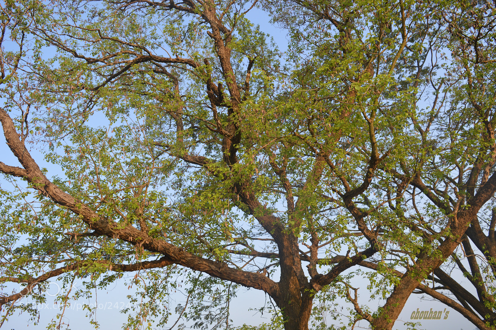 Nikon D3200 sample photo. Tree..... photography