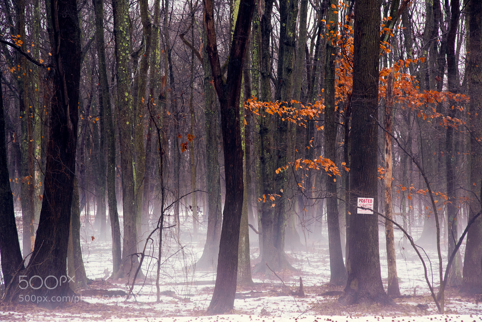 Nikon D810 sample photo. Winter photography