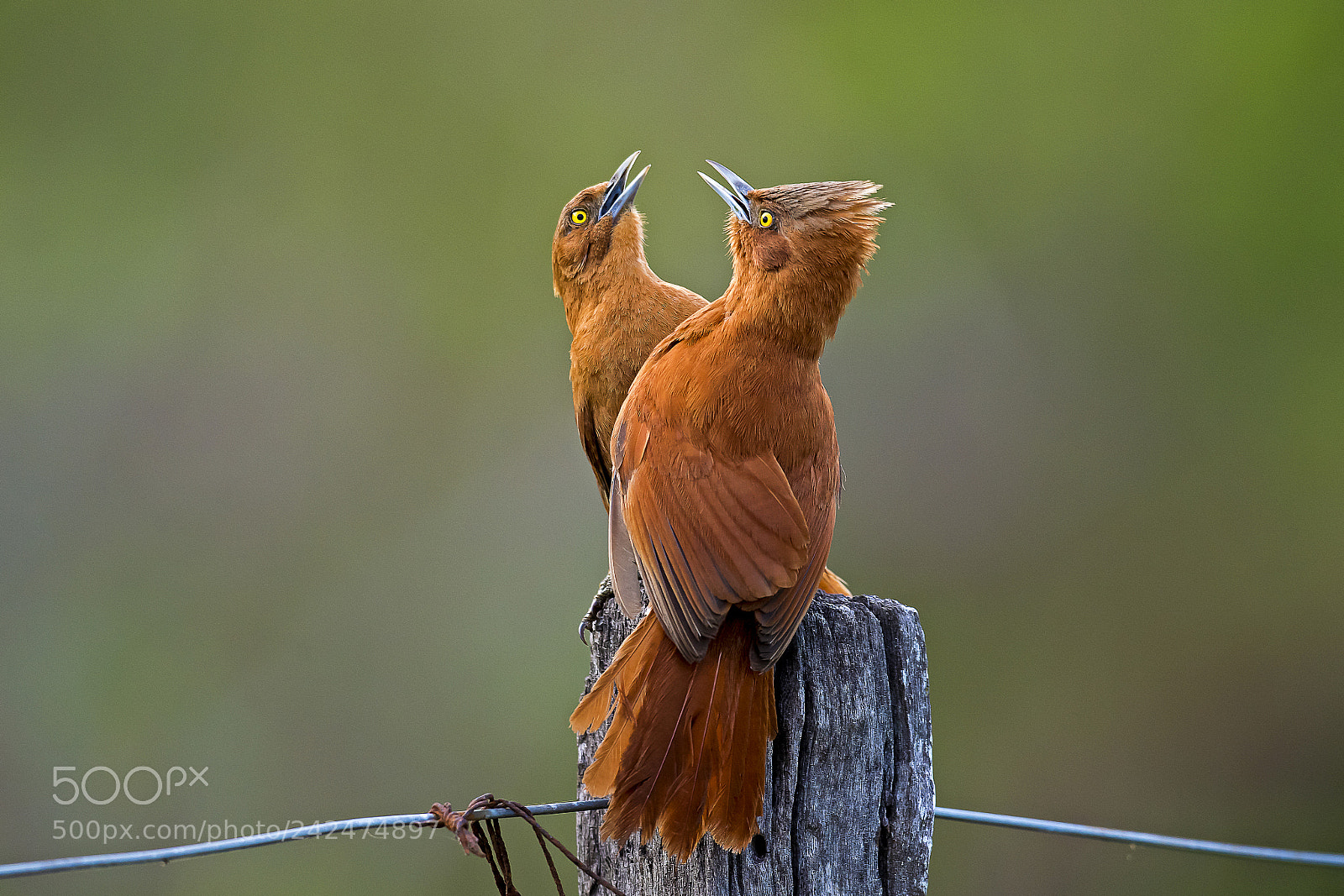 Nikon D5 sample photo. Rufous cacholote photography