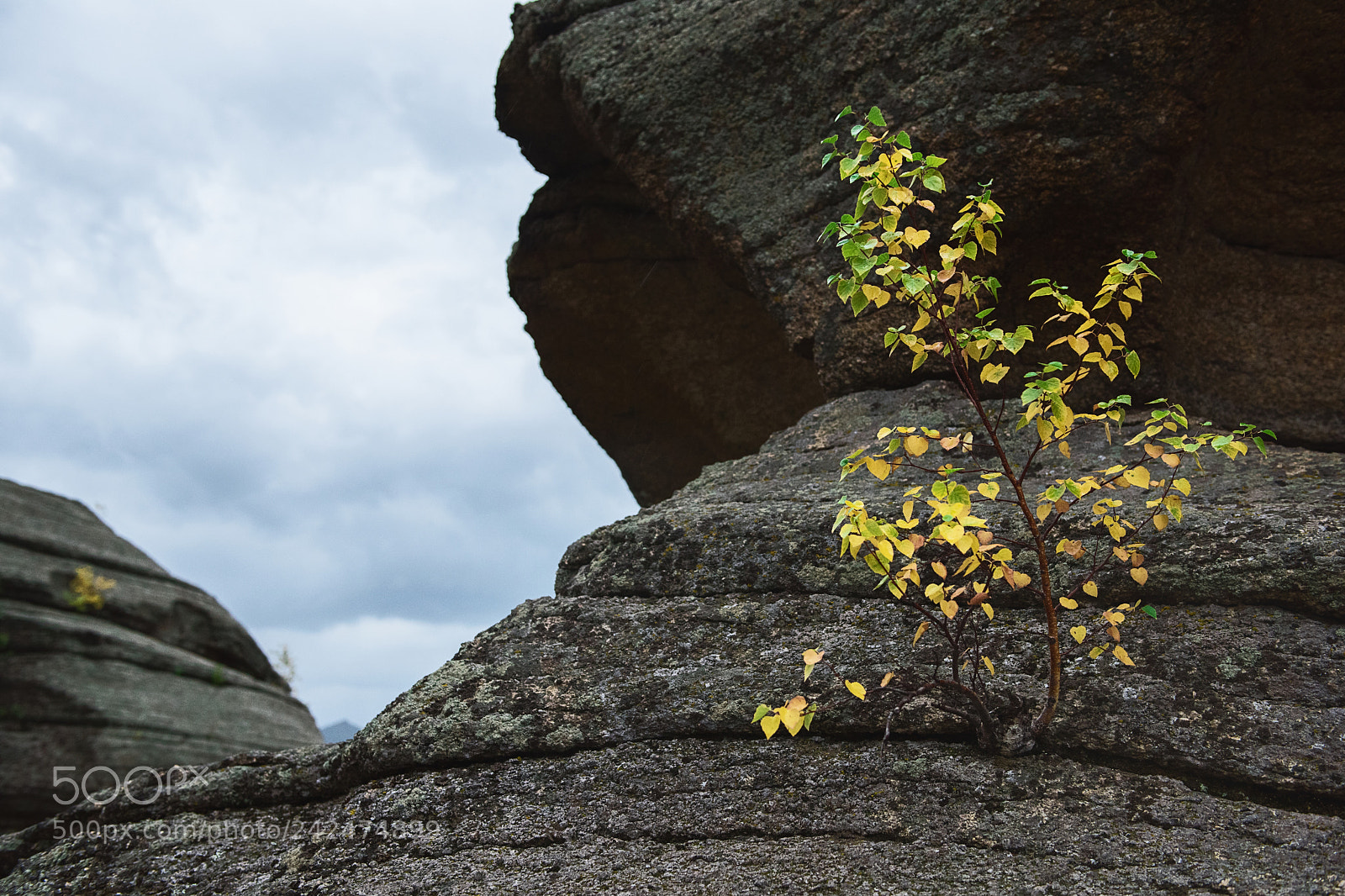 Nikon D810 sample photo. Tree on the rocks photography