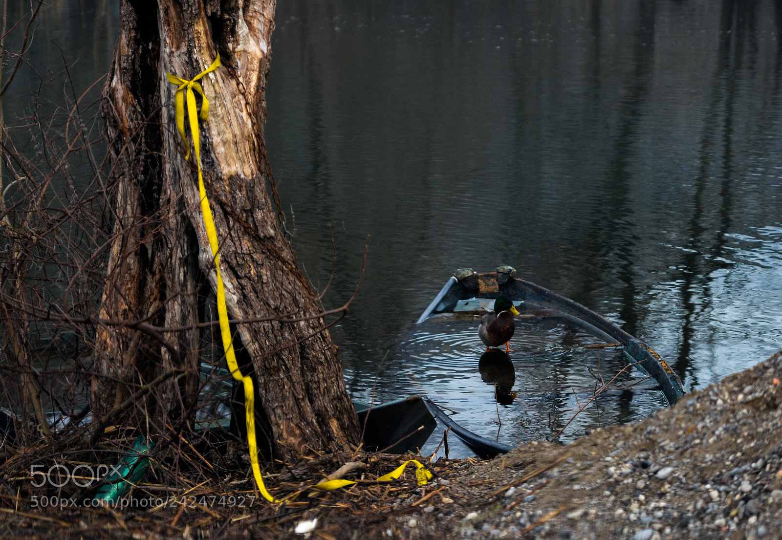 Nikon D7100 sample photo. Shower time photography