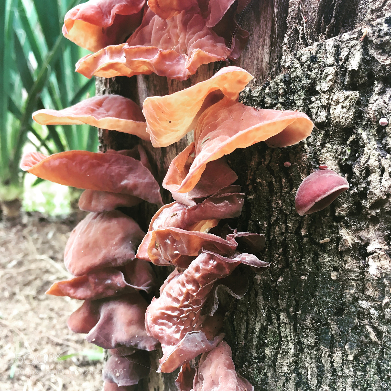 Apple iPhone SE sample photo. Nature photography