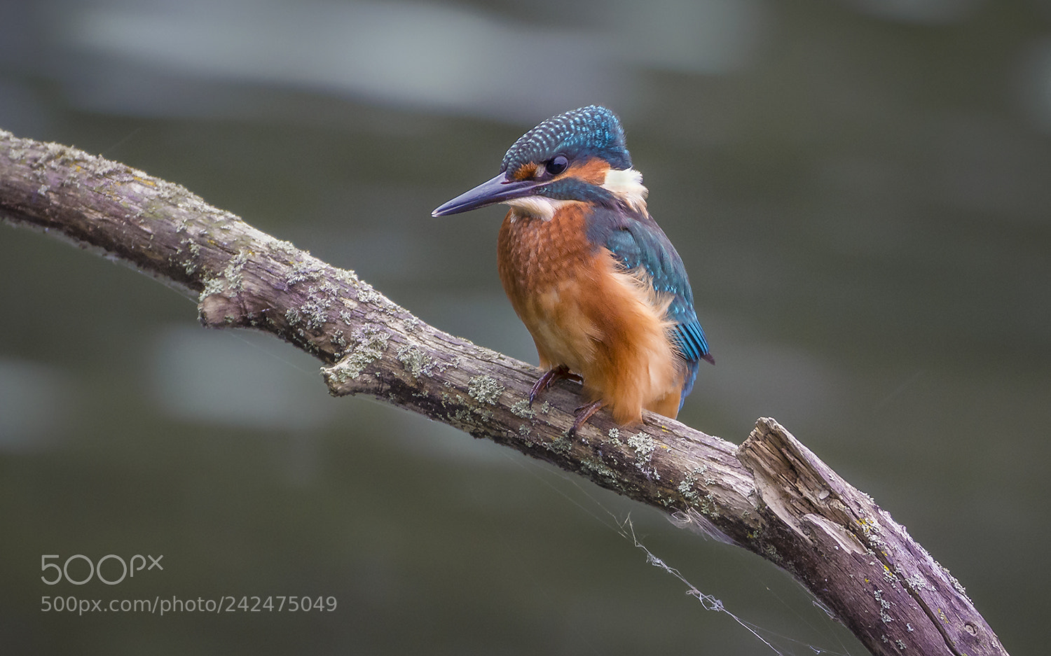 Nikon D7200 sample photo. Kingfisher on branch photography