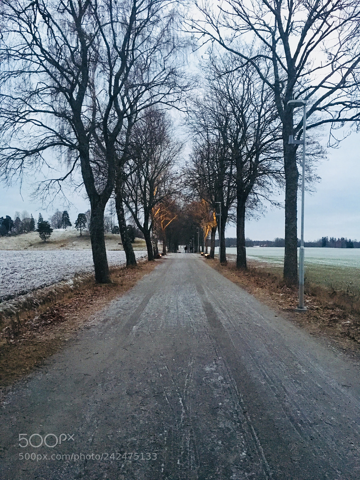 Apple iPhone 6s sample photo. Djulö allé photography