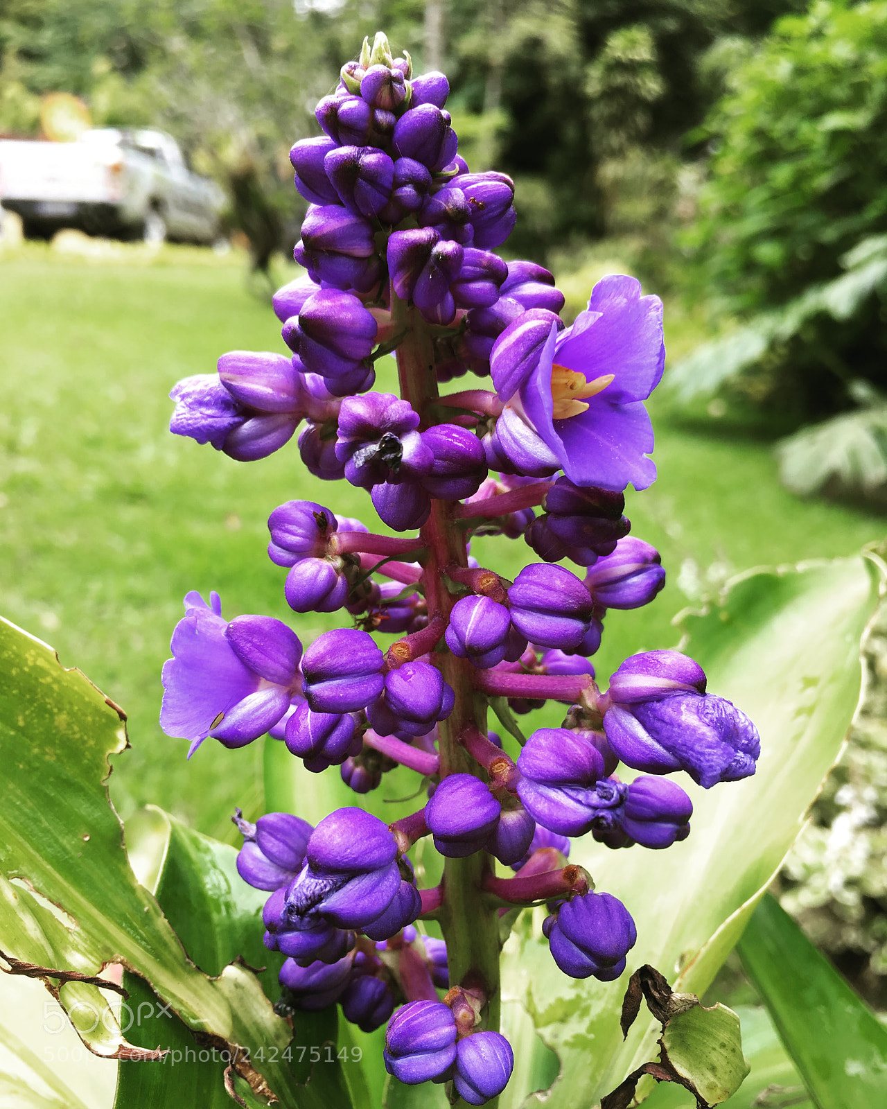 Apple iPhone SE sample photo. Nature photography