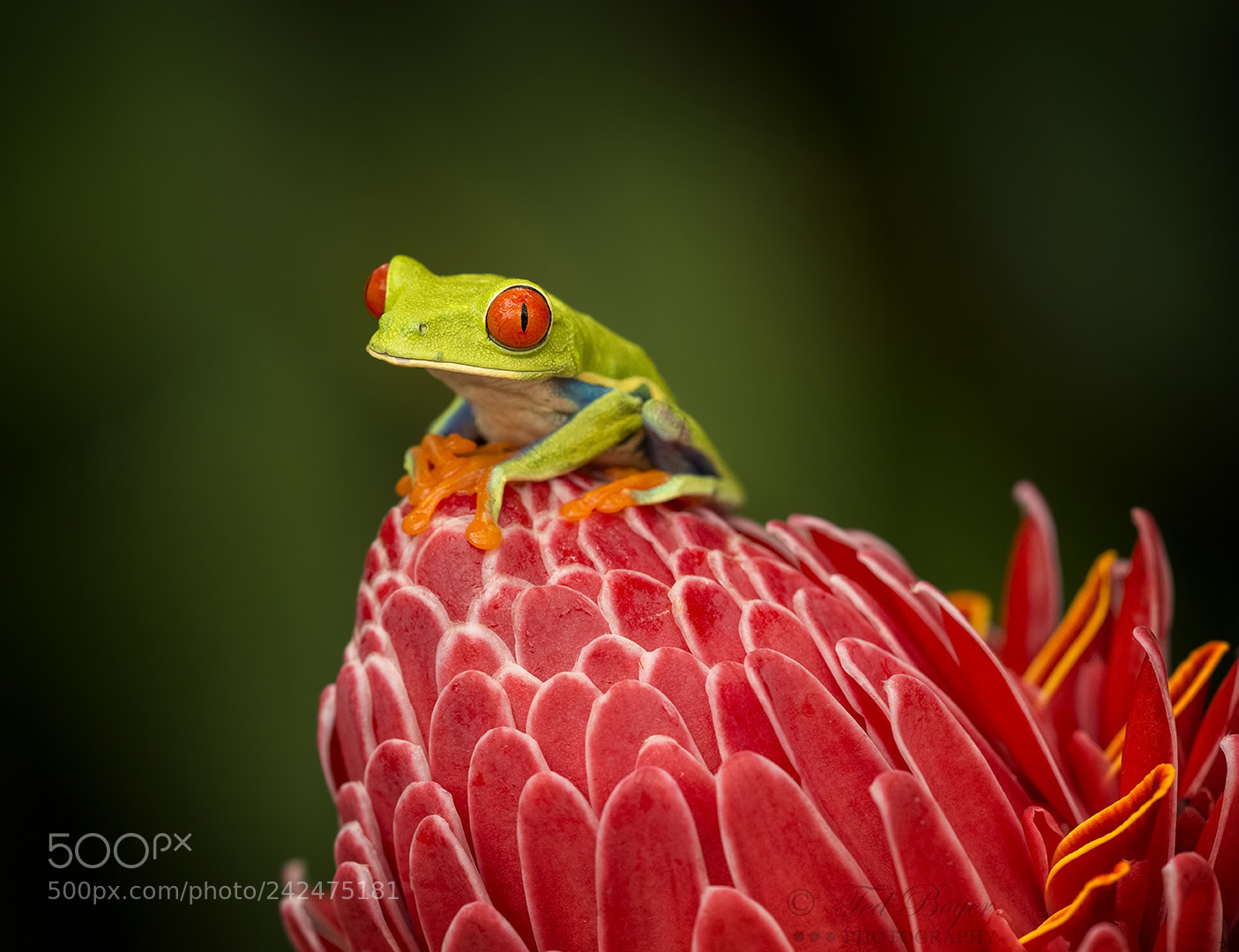 Nikon D800E sample photo. Beautiful perch photography
