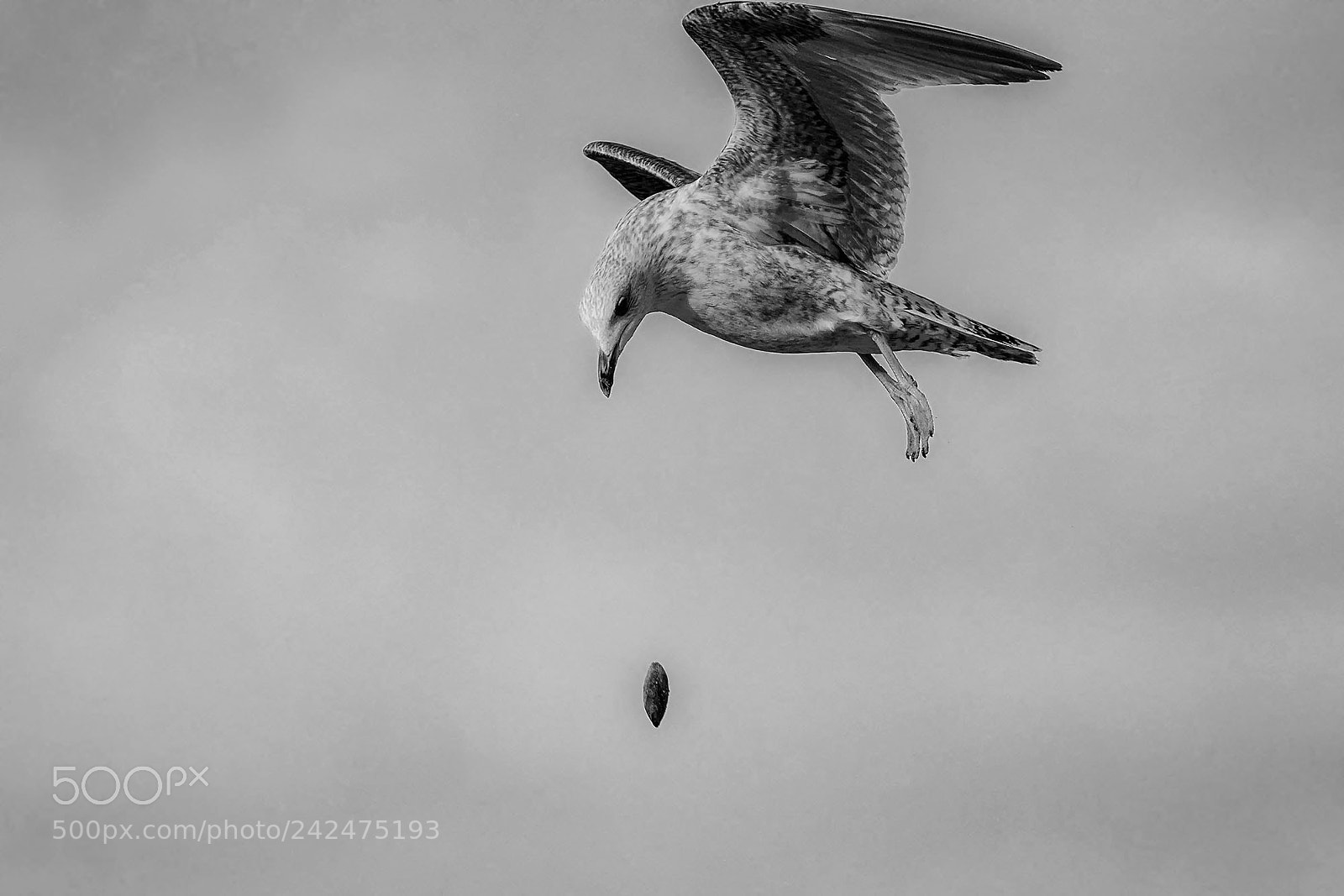 Sony ILCA-77M2 sample photo. European herring gull larus photography