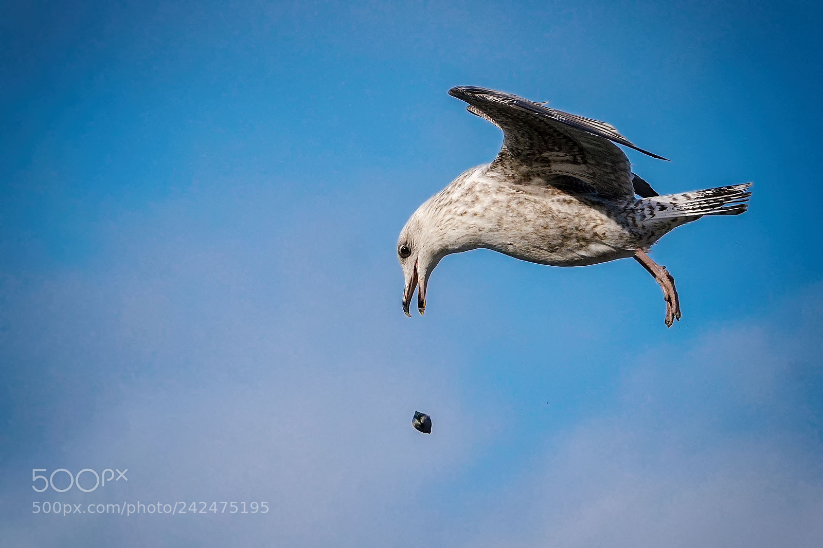 Sony ILCA-77M2 sample photo. European herring gull larus photography