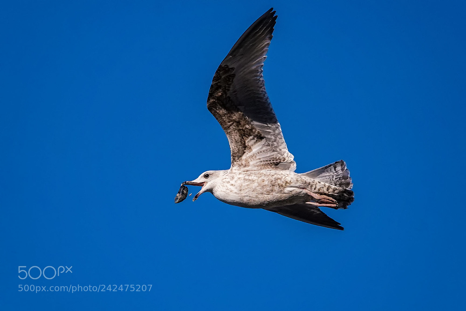 Sony ILCA-77M2 sample photo. European herring gull larus photography