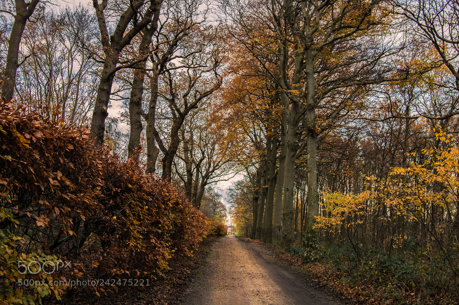 Canon EOS 750D (EOS Rebel T6i / EOS Kiss X8i) sample photo. Autumn at keukenhof photography