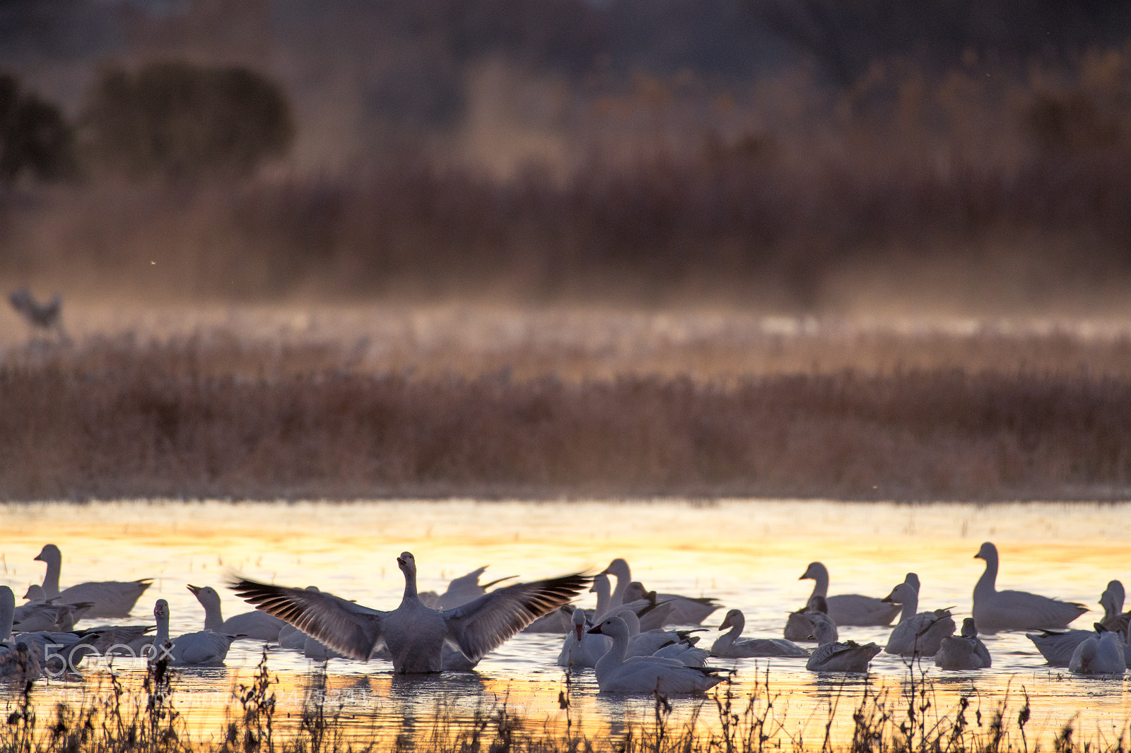 Nikon D500 sample photo. Snow geese roosting before photography