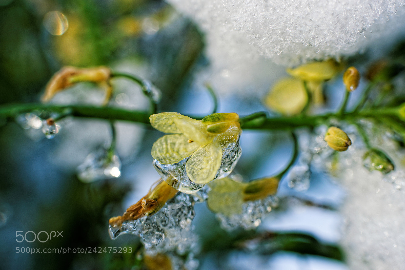 Nikon D5300 + Nikon AF-S DX Nikkor 35mm F1.8G sample photo. When winter meet summer. photography