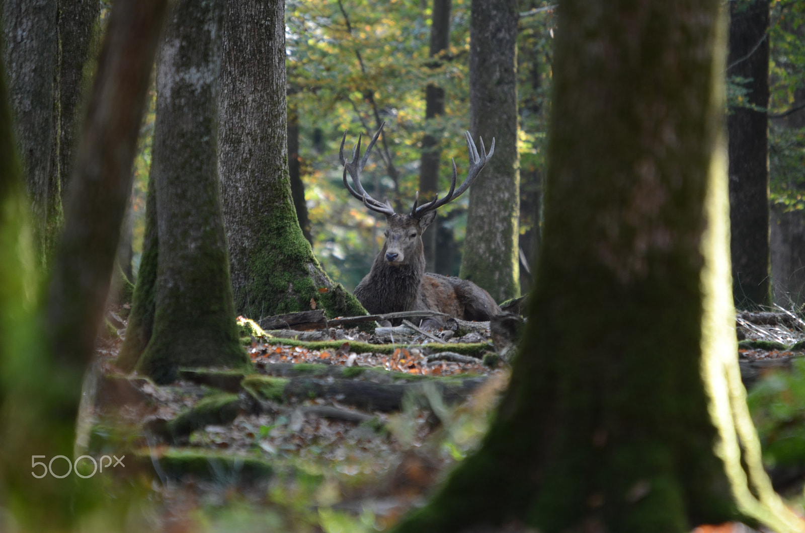 Sigma 120-400mm F4.5-5.6 DG OS HSM sample photo. His majesty the deer photography