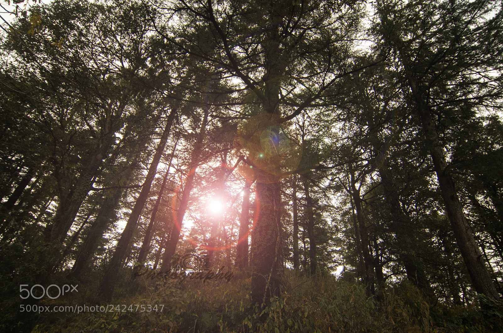 Nikon D5100 sample photo. Welcome to the jungle photography