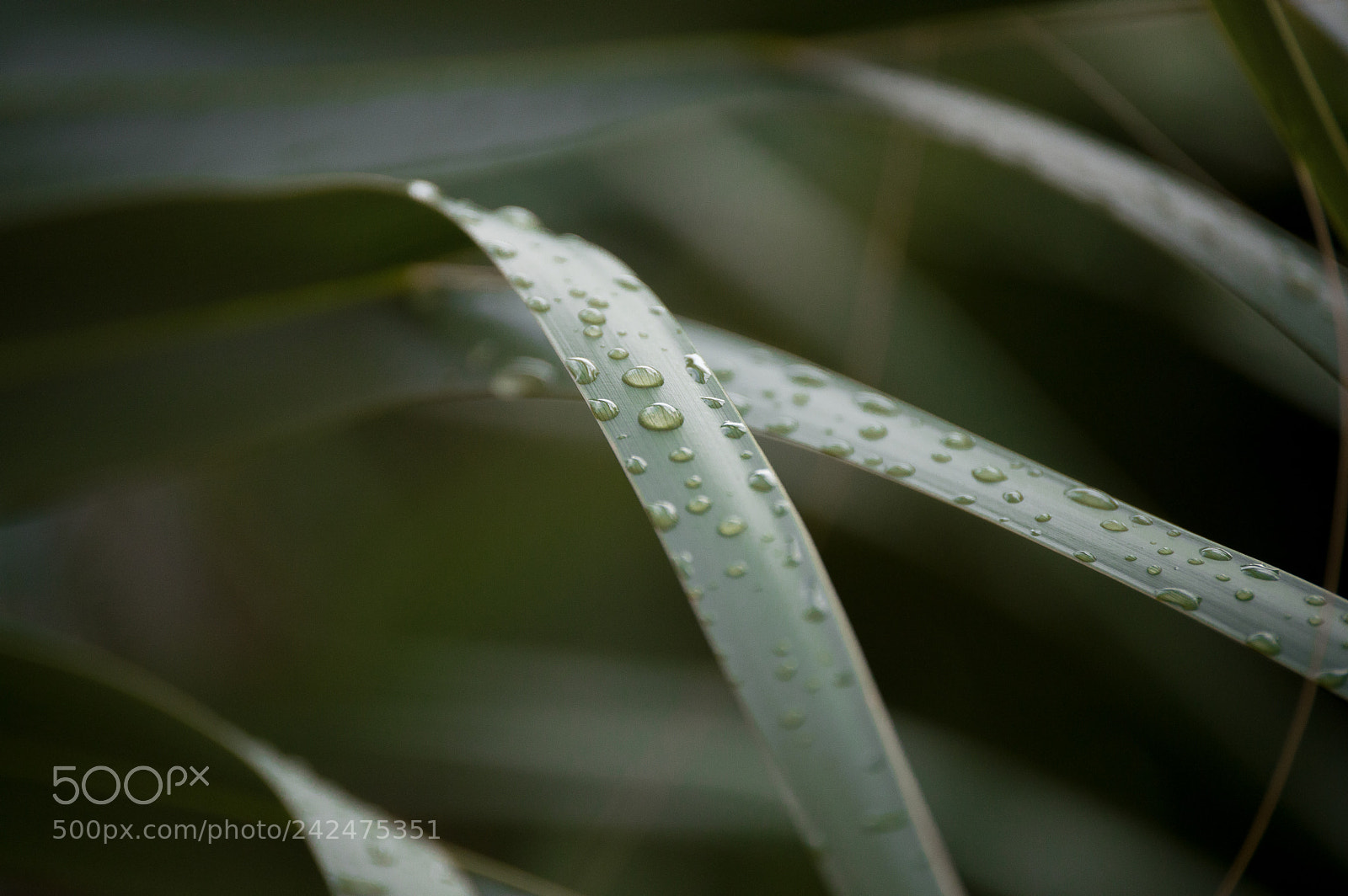 Nikon D3200 sample photo. Plants 1 photography