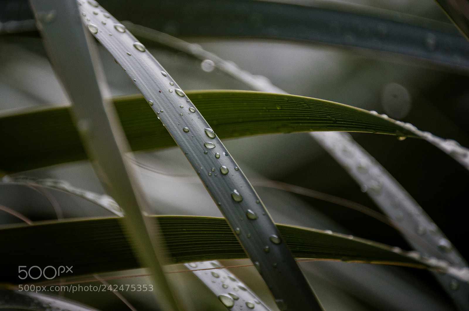 Nikon D3200 sample photo. Plants 2 photography