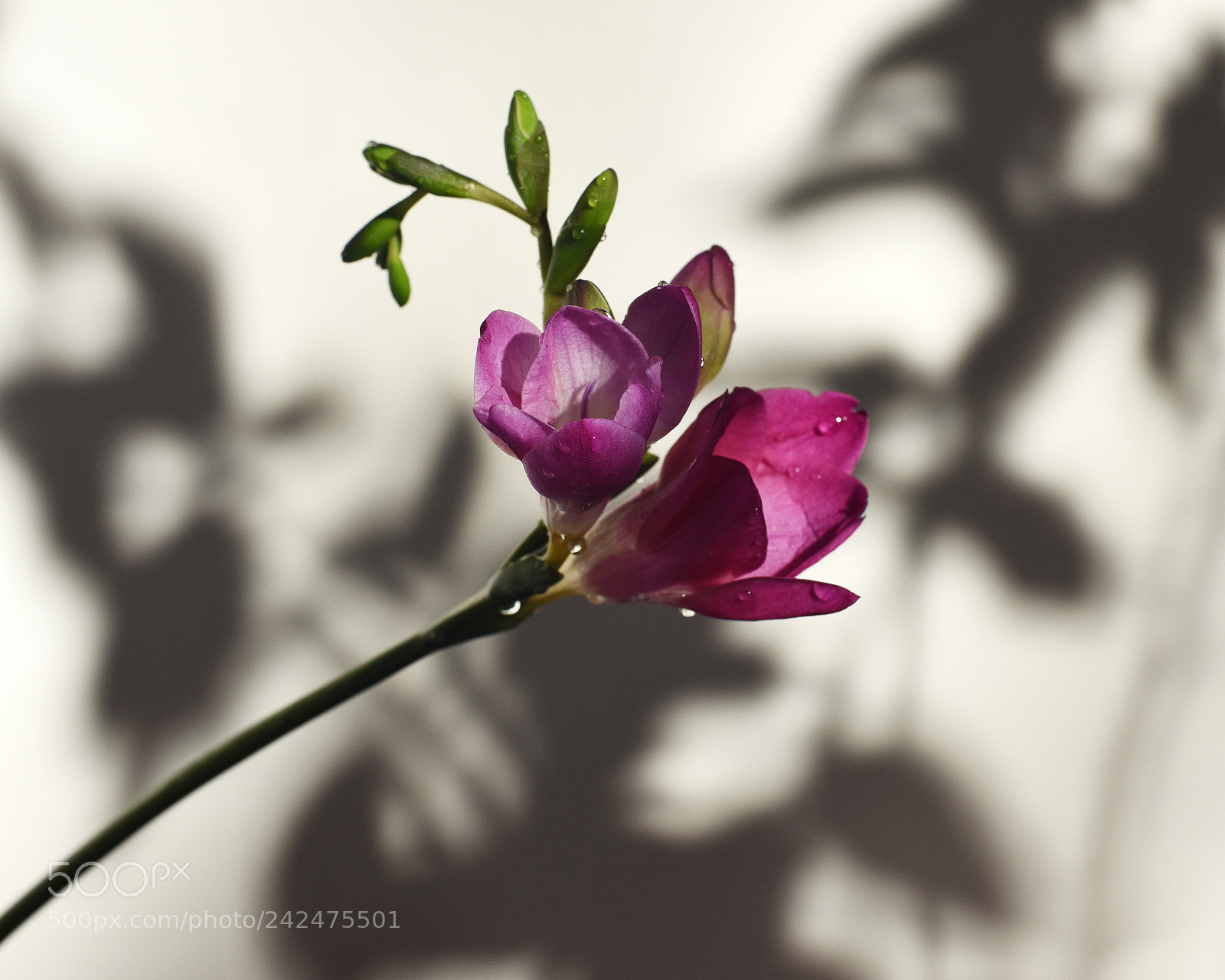 Nikon D810 sample photo. Shadow photography