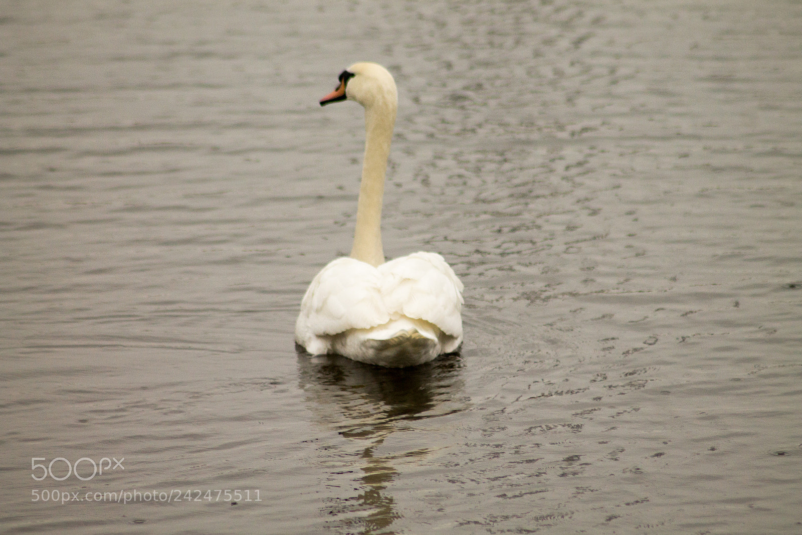 Canon EOS 1100D (EOS Rebel T3 / EOS Kiss X50) sample photo. Swan on the lake photography