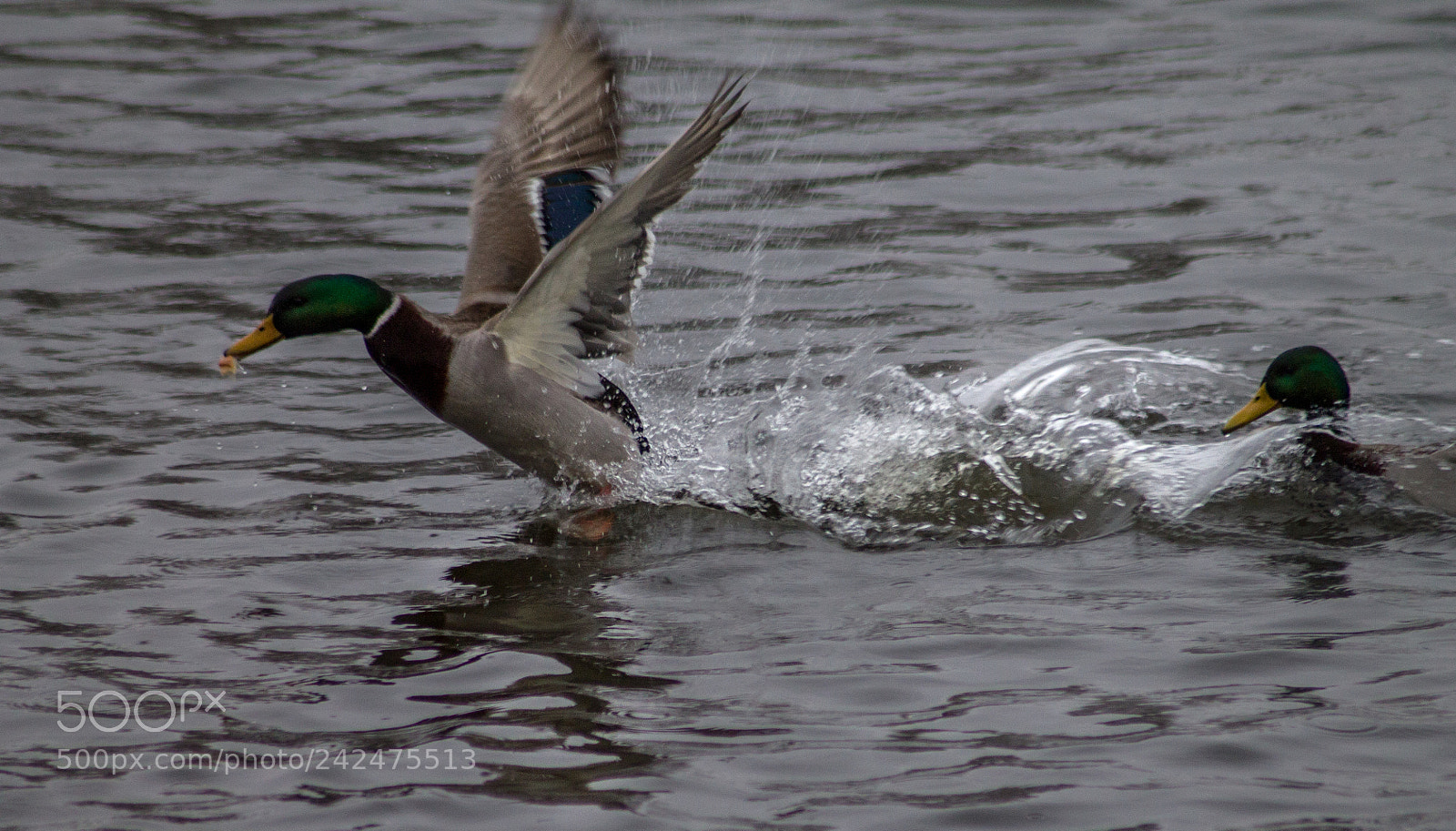 Canon EOS 1100D (EOS Rebel T3 / EOS Kiss X50) sample photo. Take-off photography