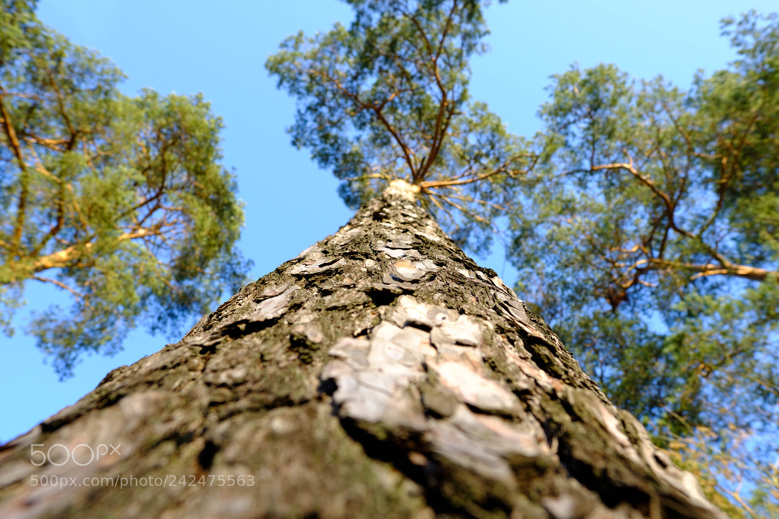 Fujifilm X-T20 sample photo. Reichswald test photography