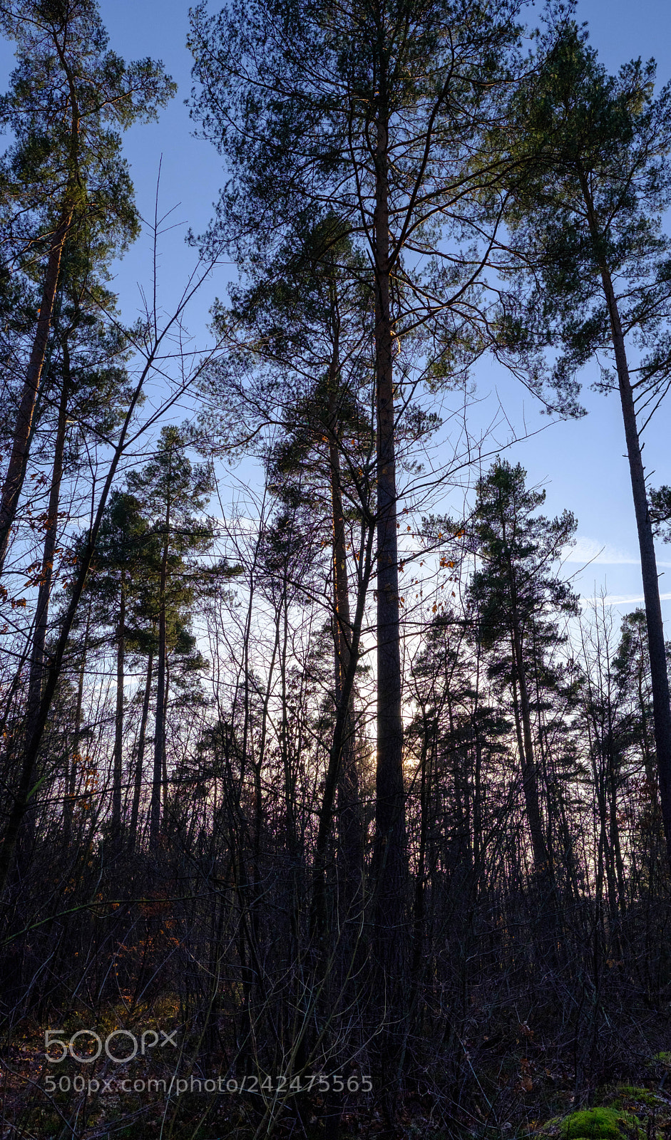 Fujifilm X-T20 sample photo. Reichswald test photography