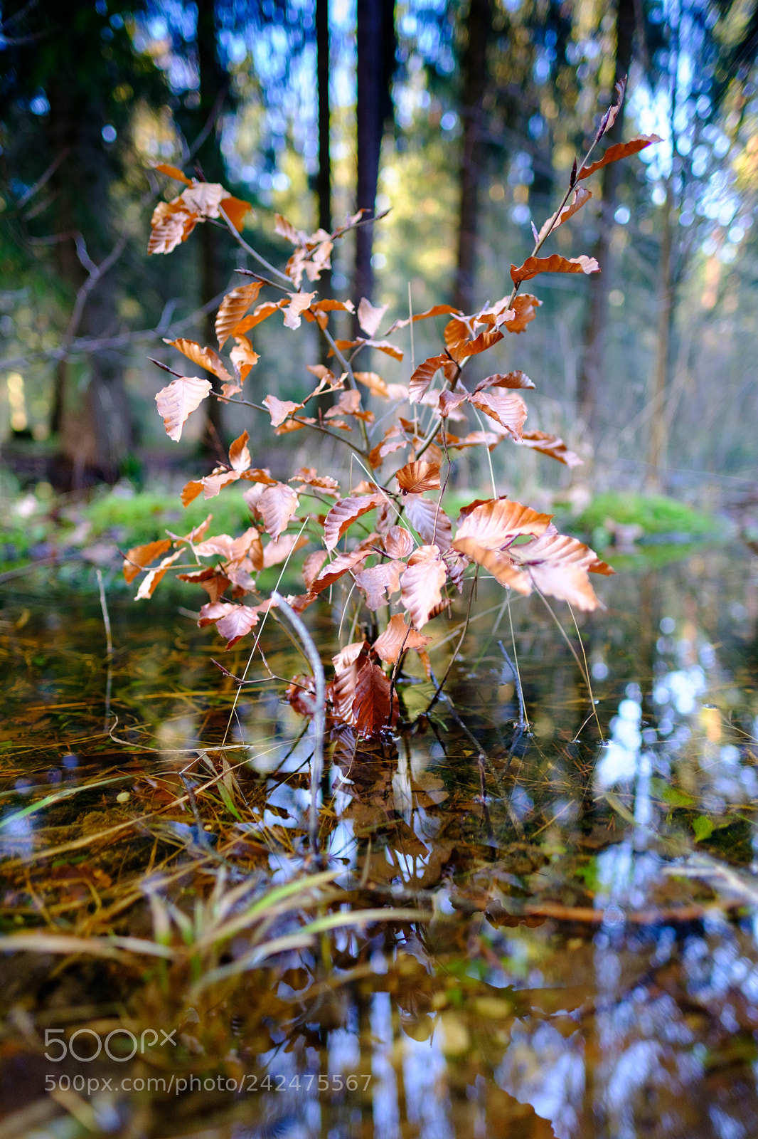 Fujifilm X-T20 sample photo. Reichswald test photography