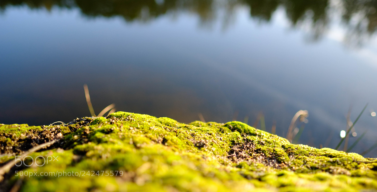 Fujifilm X-T20 sample photo. Reichswald test photography